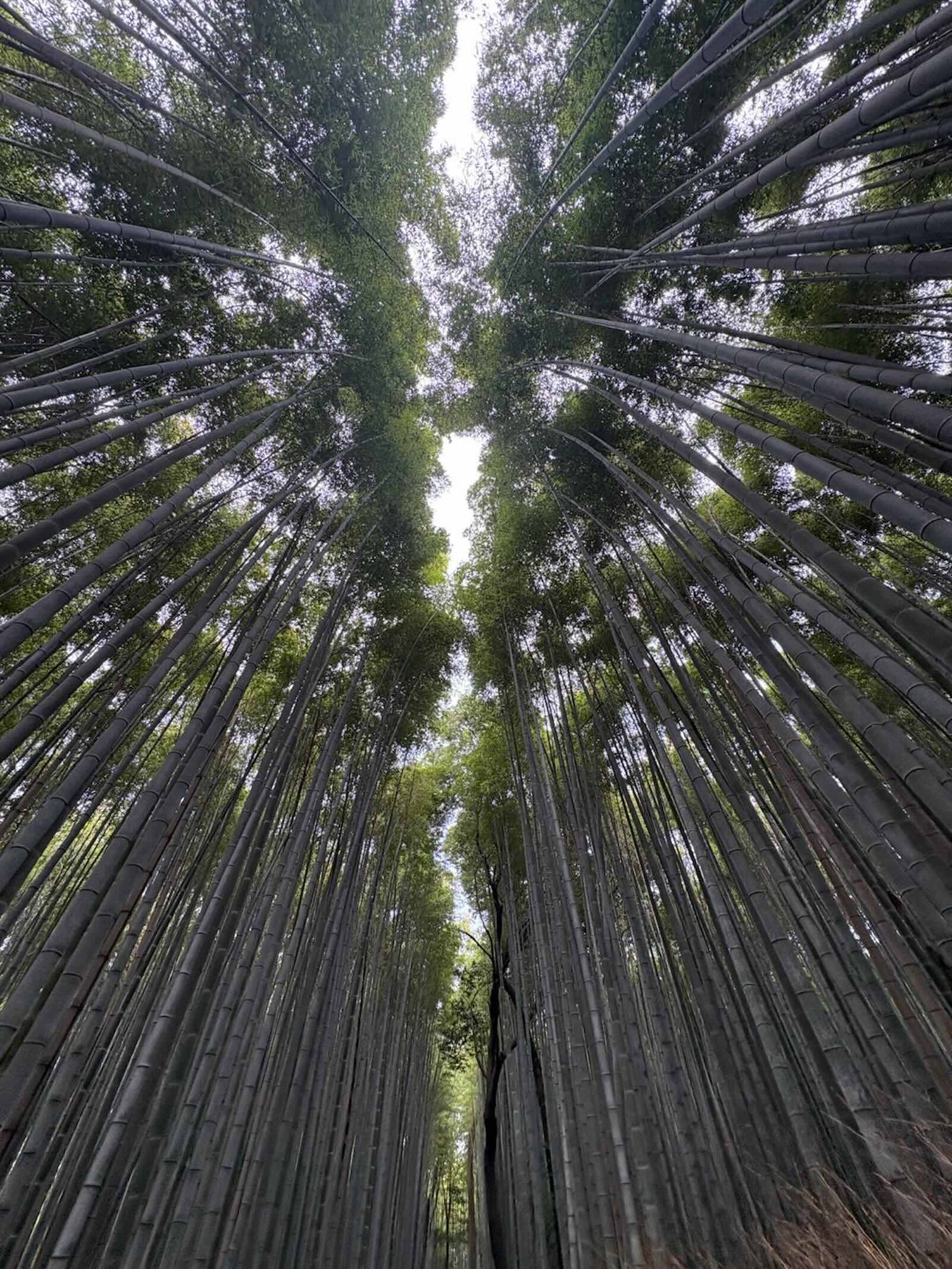 Tree inspiration